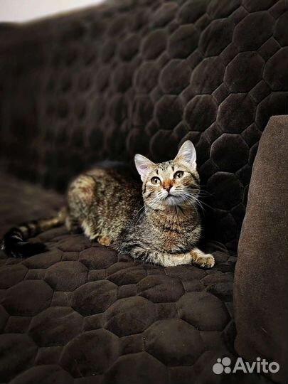 Котик в добрые руки