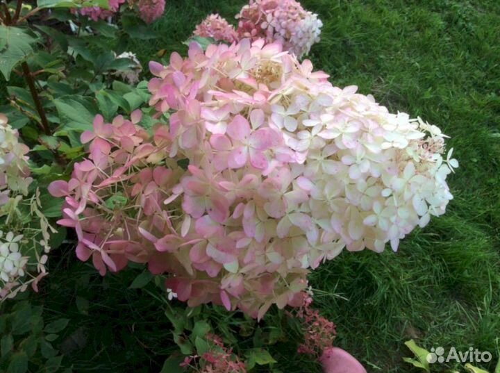 Гортензия Меджикал файер