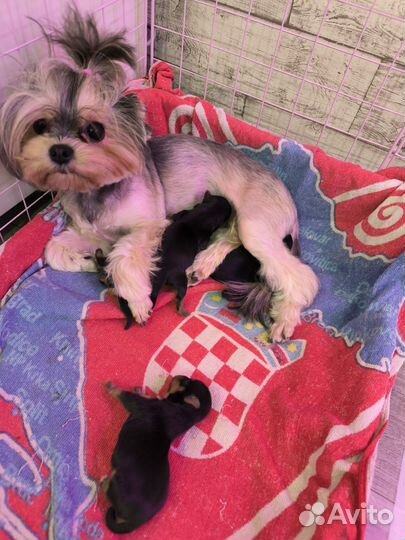 Йоркширский терьер мини беби фейс щенки
