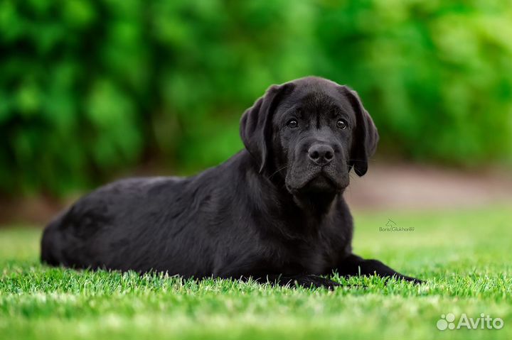 Щенки лабрадора