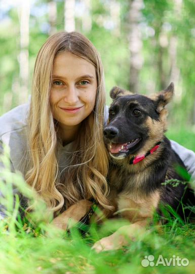 Метис овчарки, 4 мес