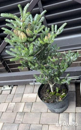 Пихта Сильберлок