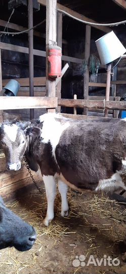 Продажа крс