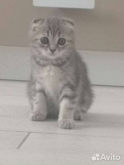 Вислоухая кошка