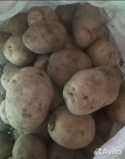 Продам картофель домашний