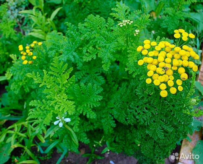 Многолетники цветы для сада