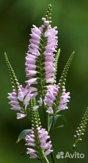 Физостегия Виргинская