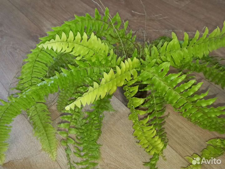 Папоротник нефролепис вариегатный Tiger