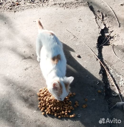 Нужен куратор и помощь