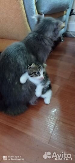 Кошка в дар бесплатно