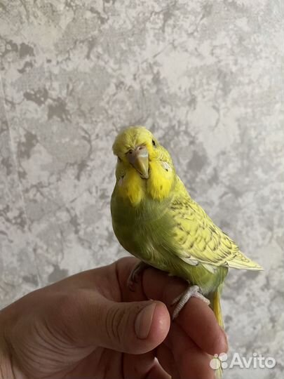 Попугай ввп