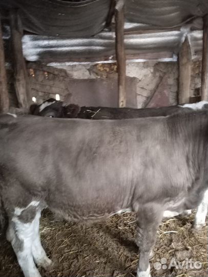 Бычки на откорм