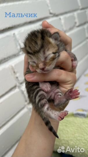 Шотландские котята ищут дом