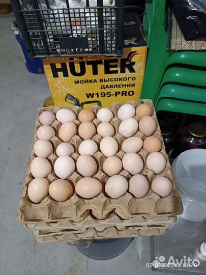 Яйца домашние куринные