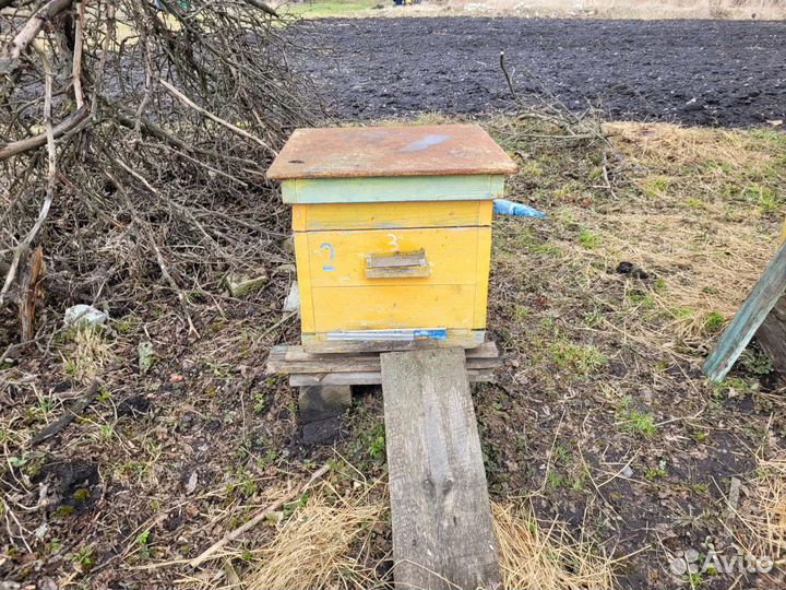 Пчелы и улья