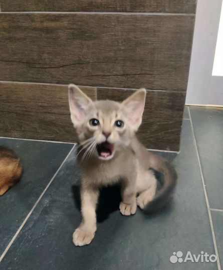 Клубные абиссинские котята