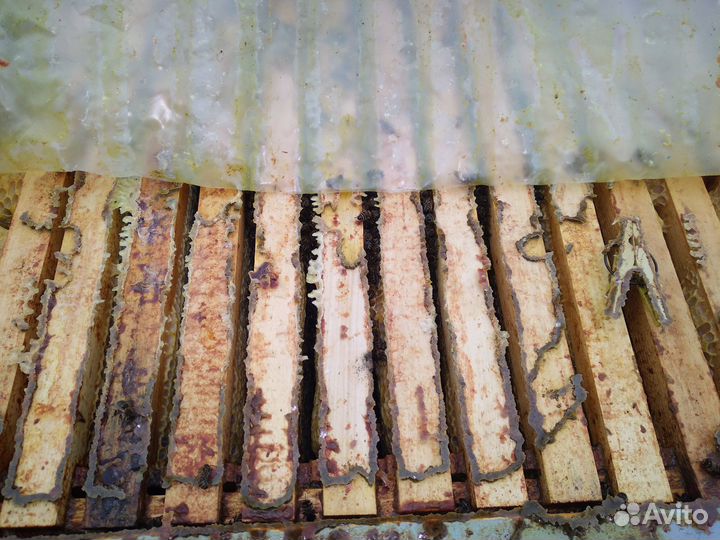 Продам пчелосемьи