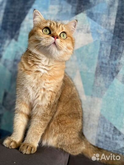 Котята британской шиншиллы