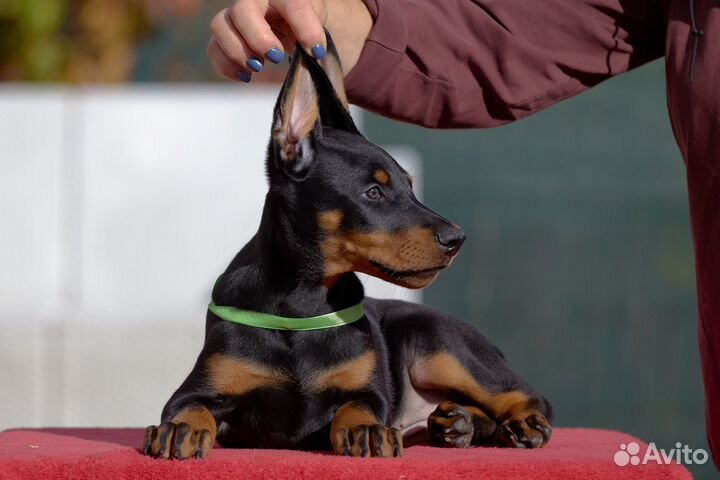 Щенки добермана