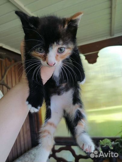 Кошка в дар