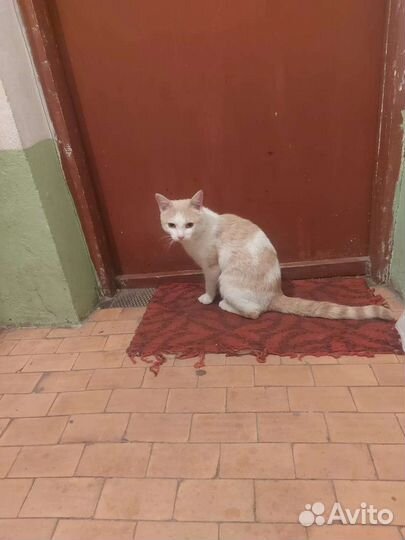 Котик ласковый