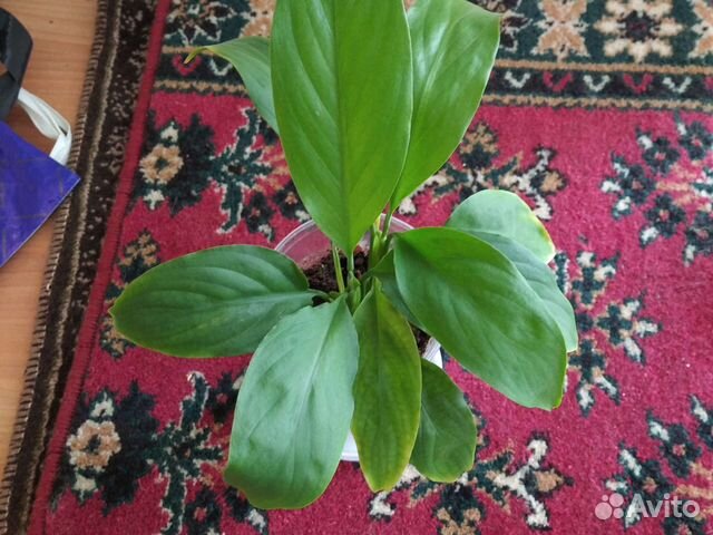 Спатифиллум, сансевьера, плектрантус