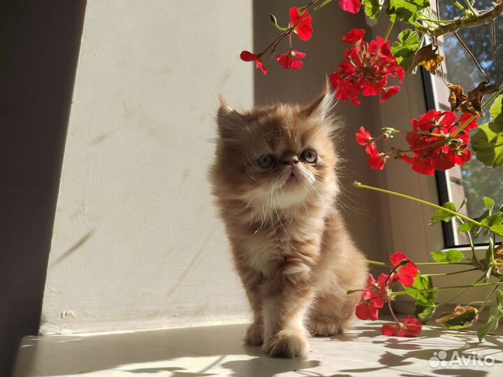 Персидская