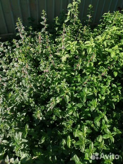 Мята сушеная и свежая