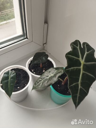 Алоказия амазонская