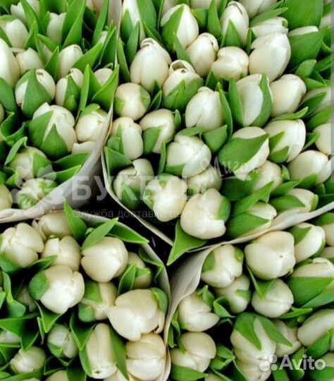 Тюльпаны оптом и в розницу