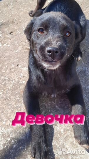 Собака в добрые руки отдам бесплатно