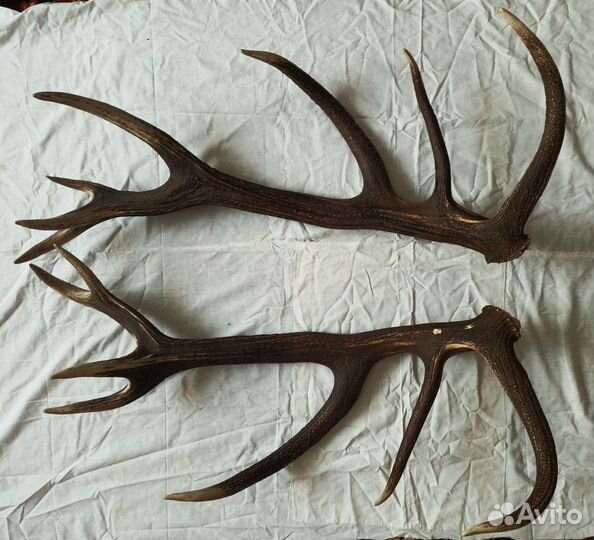 Рога оленя натуральные