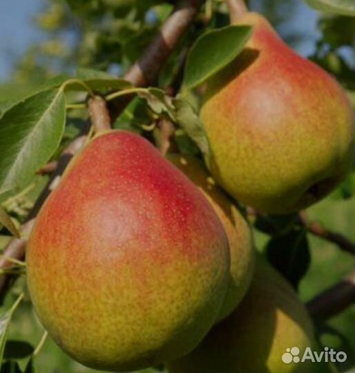 Груша саженцы 8 сортов