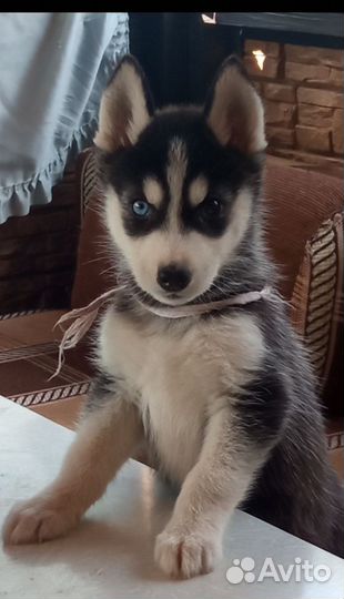 Сибирский хаски