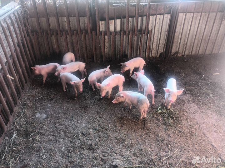 Поросята