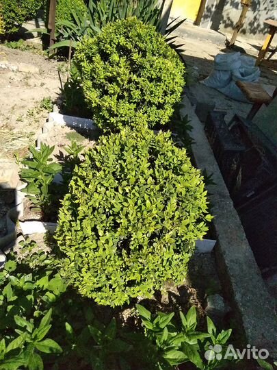 Самшиты, жимолость