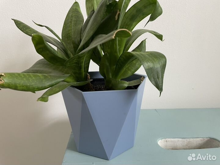 Сансевиерия растение цветок бесплатно