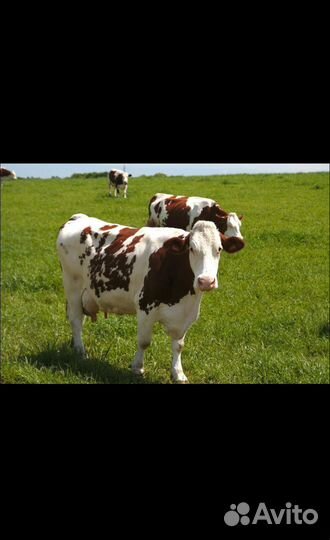 Молоко сметана творог коровье домашнее