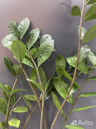 Замиокулькас