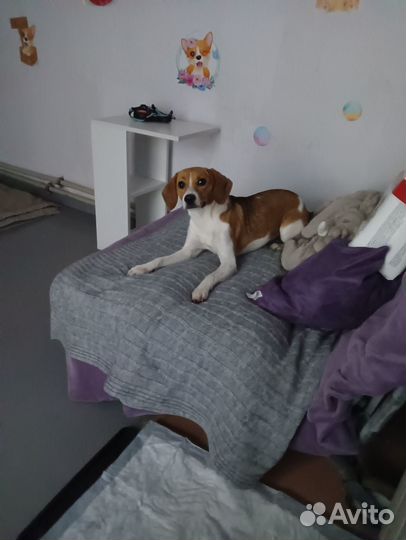 Передержка домашних животных.зооинженер,кинолог