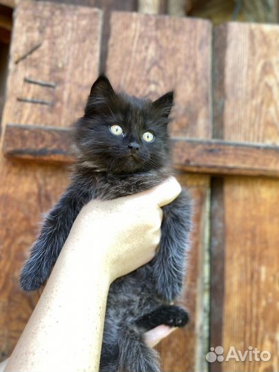 Котенок