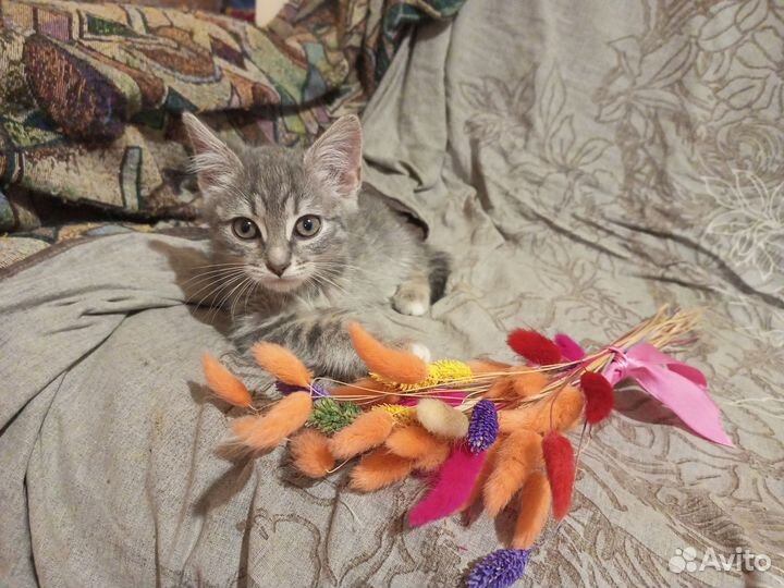 Котенок Ириска в добрые руки