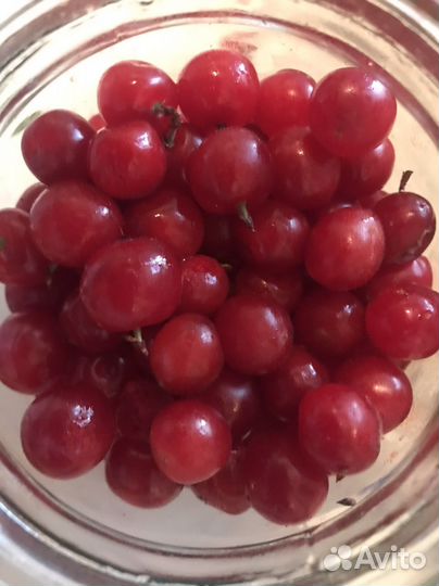 Вишня ягода свежая