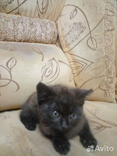 Котята в добрые руки девочка