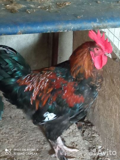 Куры петухи