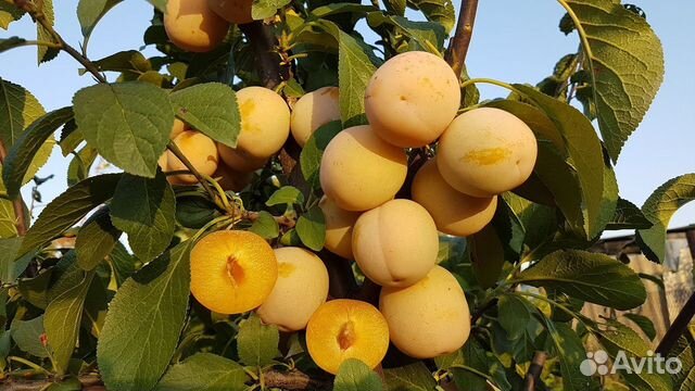 Растения для сада