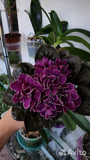 Фиалки сортовые