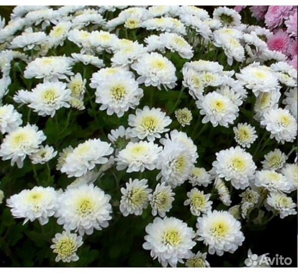 Хризантемы мультифлоры