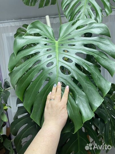 Монстера гиганская