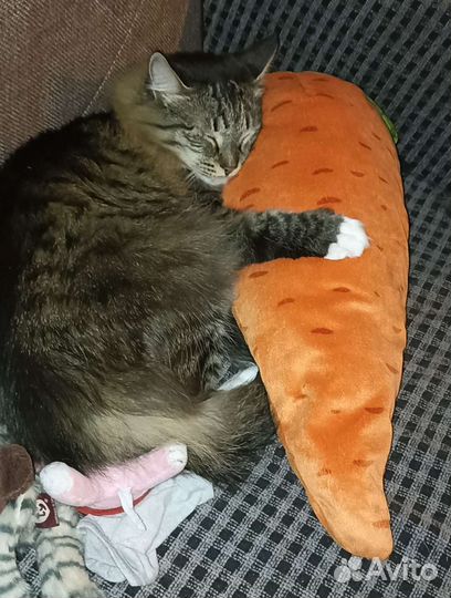 Коты в добрые руки